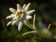 Floarea de Colț: prințesa stâncilor din Munții Făgăraș