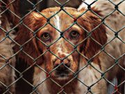 Reținut pentru rănirea și uciderea animalelor cu intenție fără drept