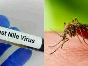 Alertă în România: primul caz de infectare cu virusul West Nile din acest sezon