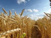 România anticipează o producție de 9,8 milioane de tone de grâu în 2024