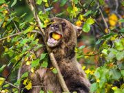 Urs surprins în Răstolița: a coborât din pădure pentru a mânca mere în curtea unor săteni (video)
