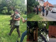 Trei ursuleți abandonați în Mureș: doi salvați, unul dispărut