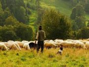 Alertă sanitar-veterinară în România. Sacrificii din cauza pestei micilor rumegătoare