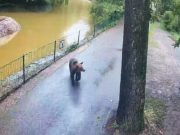 Incident la Grădina Zoologică Târgu Mureș: un urs a atacat o căprioară