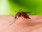 Confirmarea unui caz de encefalită cu Virus West Nile în Județul Mureș: Recomandări pentru prevenție