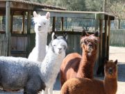 Animale noi la Grădina Zoologică Târgu Mureș! / Új állatok a Marosvásárhelyi Állatkertben!