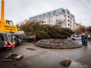 Un brad natural pentru Crăciunul târgumureșenilor, la ceasul cu flori