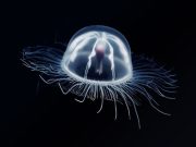 Meduza „Benjamin Button”: O creatură enigmatică care ar putea deține cheia nemuririi