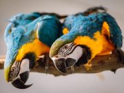 Modernizare la standarde internaționale la Grădina Zoologică Târgu Mureș