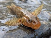 O fosilă vie de 65 de milioane de ani, supraviețuiește în râul Vâlsan din România