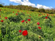 Protejăm natura: Rezervația de Bujori de Stepă de la Zau de Câmpie intră în era monitorizării moderne