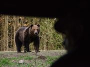 Tragedie în Harghita: O tânără a murit înecată încercând să fugă de un urs