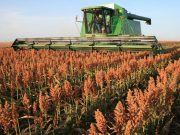 „Aurul din pământul Moldovei” care a înnebunit străinii: Plătesc milioane pentru această cereală deșertică!