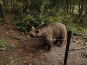 Primarul din Sighișoara, vânător de urși în miez de noapte! Ce s-a întâmplat în timp ce orașul era cu ochii pe voturi?