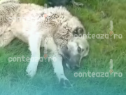 (VIDEO) Otrăvire în lanț la Șieu: Câinii ciobanilor mor zilnic, autoritățile pasive!