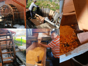 Ibănești: Moara lui Mitică – comoara vie a Văii Gurghiului devine atracție turistică!