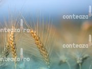 Grâul românesc promite o recoltă record în 2025: producția ar putea atinge 12 milioane de tone