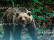 Lege dură împotriva celor care hrănesc urșii: ce riscă românii care încurajează apropierea de animale sălbatice