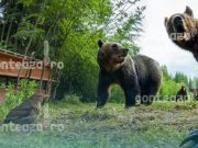 Primul observator de urși din România, inaugurat în Zăbala, județul Covasna