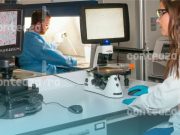 Revoluție în medicină: Mini-organe crescute în laborator au dezvoltat singure vase de sânge!