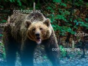 Atac de urs la Dubiştea de Pădure – un bărbat de 60 de ani, în stare critică