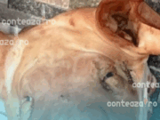 Capete de porc lăsate la moschei din Paris – autoritățile denunță „acte scandaloase”