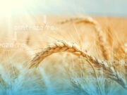 România reconfirmată drept grânarul Europei: exporturi record de cereale și animale vii în 2025