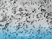 Invazia de purici de zăpadă care a luat prin surprindere Clujul