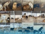(Video) Câinii fără stăpân sunt uciși pe bandă rulantă cu bani publici, peste 9 milioane de euro cheltuiți