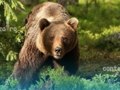 Parlamentul adoptă măsuri mai stricte pentru gestionarea urșilor periculoși și protejarea populației