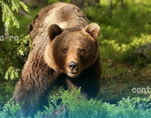 Parlamentul adoptă măsuri mai stricte pentru gestionarea urșilor periculoși și protejarea populației