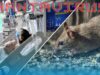 Organizația Mondială a Sănătății răspunde clar: Hantavirusul NU este un nou COVID, dar…